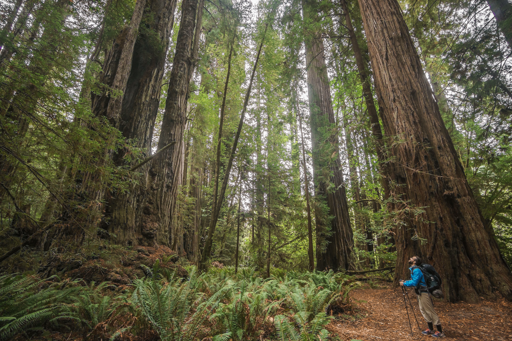 redwood-sequoia-california-24