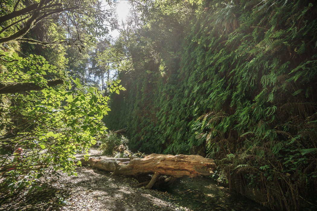 redwood-sequoia-california-26