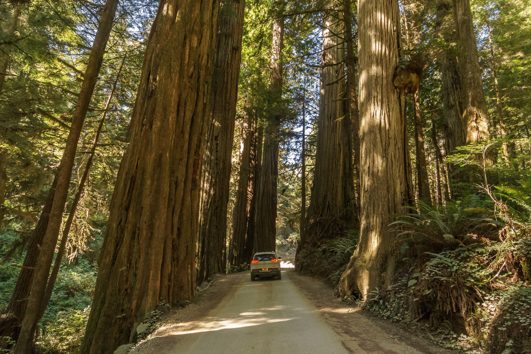 redwood-sequoia-california-3