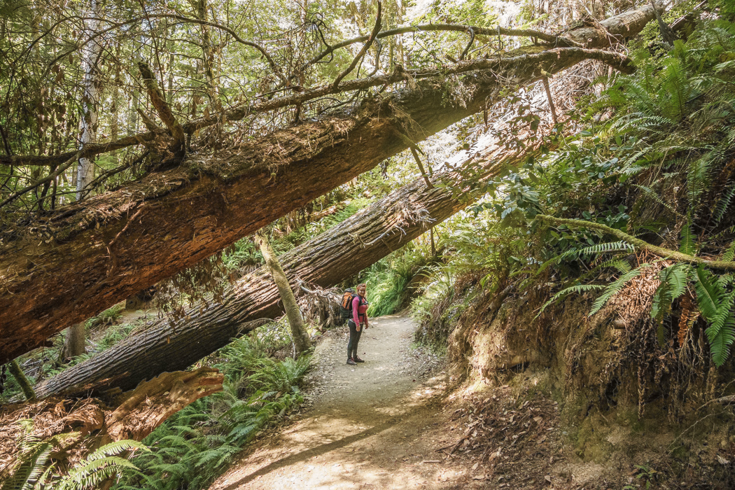 redwood-sequoia-california-7