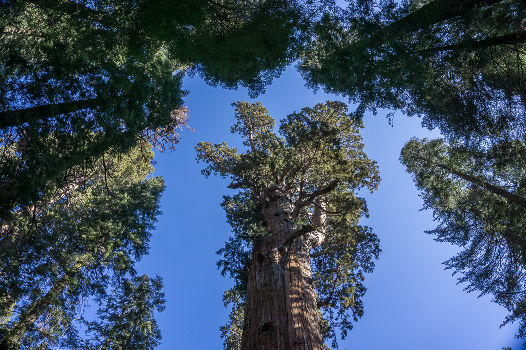 sequoia-californie-1