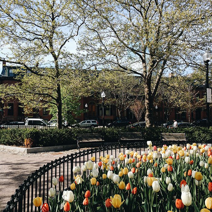 South End en fleurs - tulipes