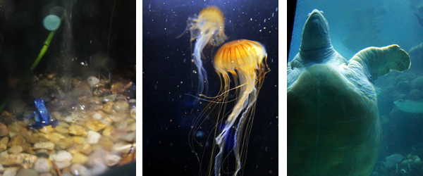 Blue Frog, Japonese Jelly and Turtle in New England Aquarium