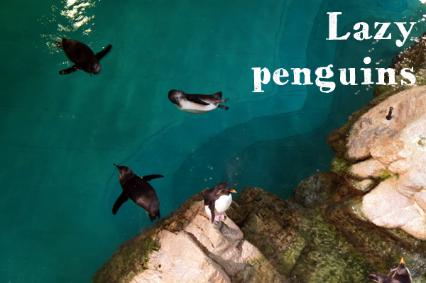 Lazy Penguins at New England Aquarium