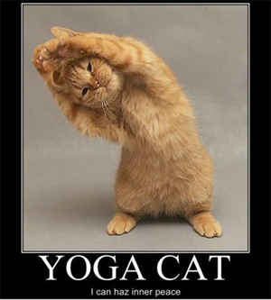 Yoga Cat