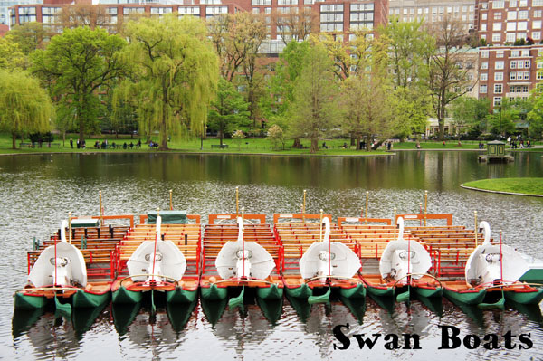 Swan Boats - Boston Common Swan Boats - Boston Common