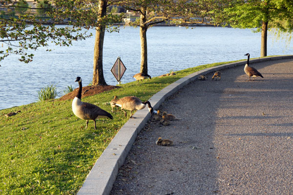 Geese on the Charles River