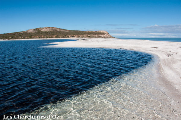 Coquillage et crustacés - Shark Bay - Les Chrcheurs d'Oz