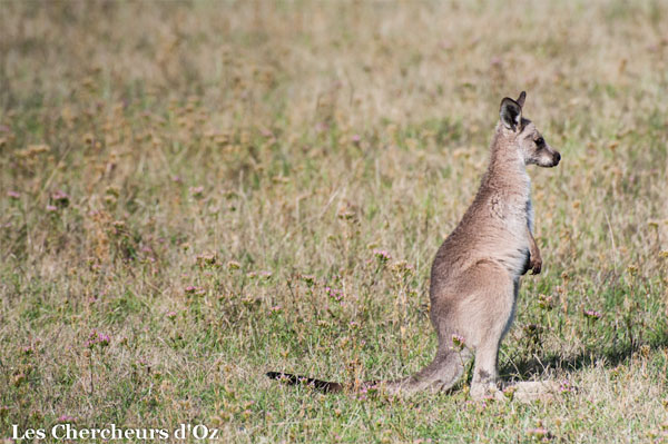 Kangourous 