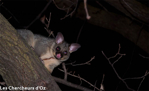 Possum - Les Chercheurs d'Oz Possum - Les Chercheurs d'Oz