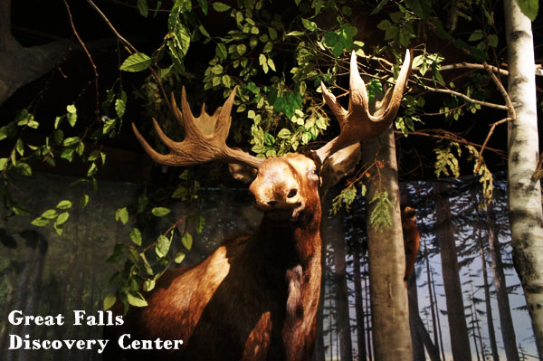 Moose - Great Falls Discovery Center - Mohawk Trail - Massachusetts