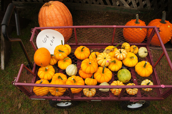 Chariot de citrouilles