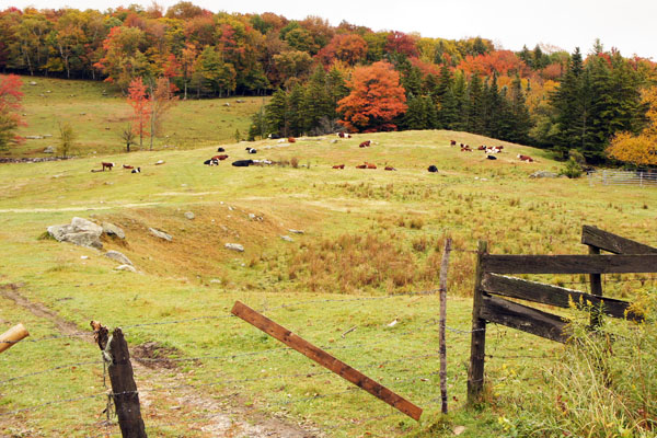 Les vaches sont dans le pré