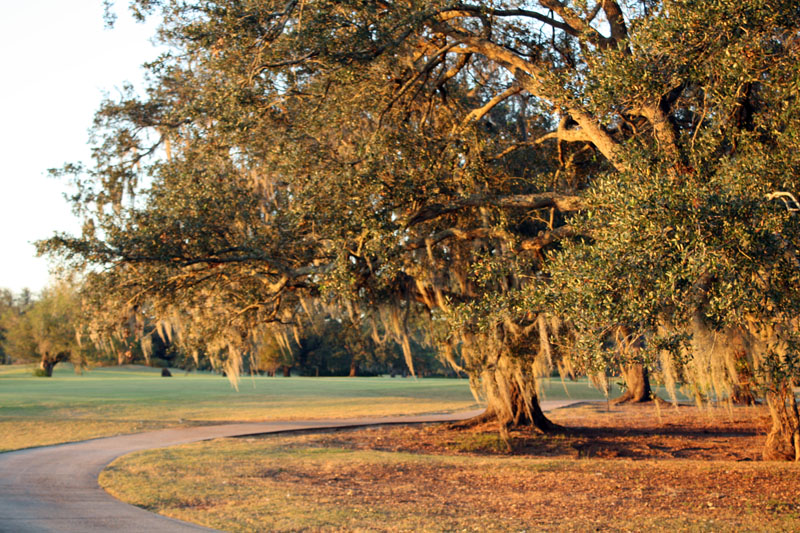 Les arbres mousseux, New Orleans