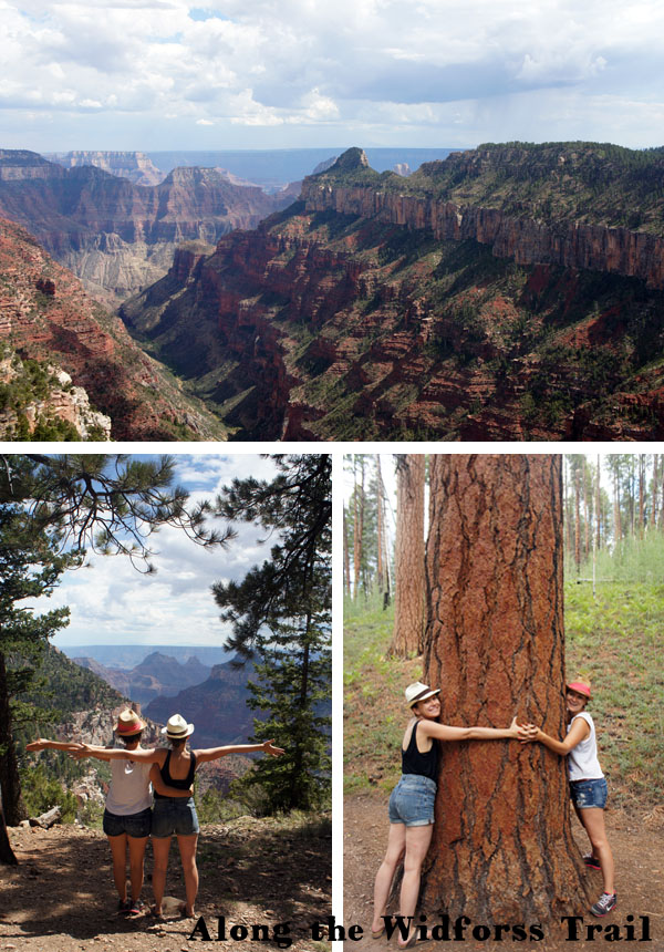 Widforss Trail - Grand Canyon - Arizona Widforss Trail - Grand Canyon - Arizona