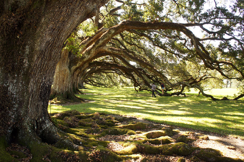 Oak Alley Plantation Louisiana