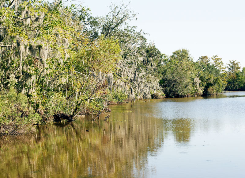 Louisiana Swamp Tour