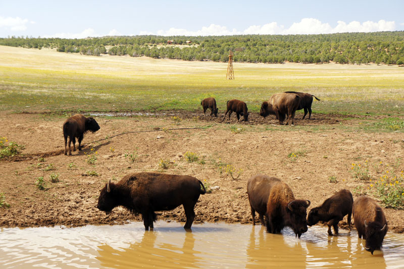 Bisons, Utah