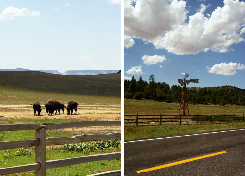 Bisons et moulin, Utah