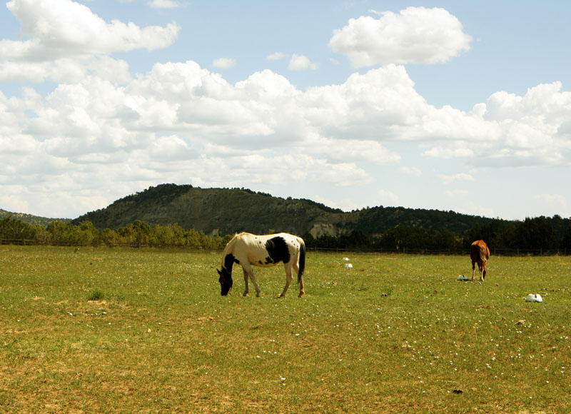 Mustangs, Utah