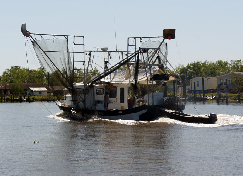 Barataria Swamp Tour Louisiana