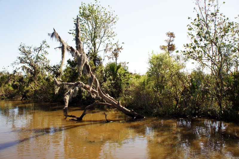 Barataria Swamp Tour Louisiana