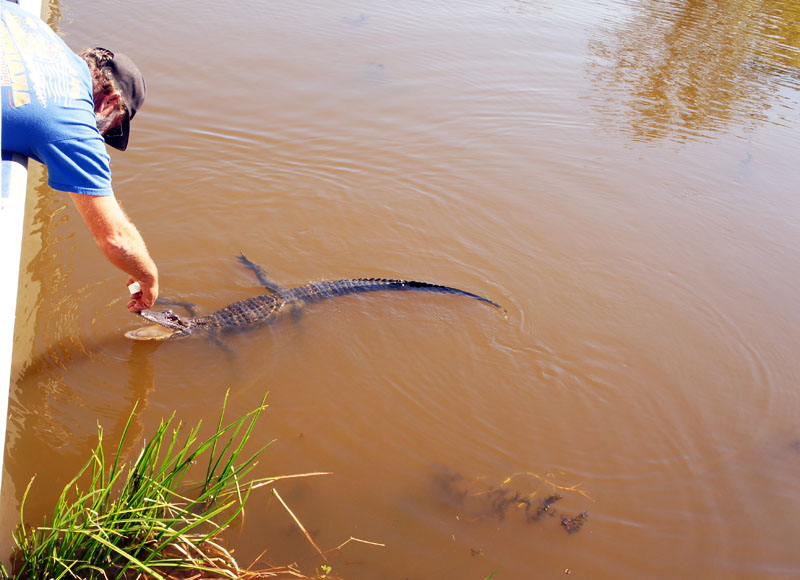 Alligator - Swamp - Louisiana