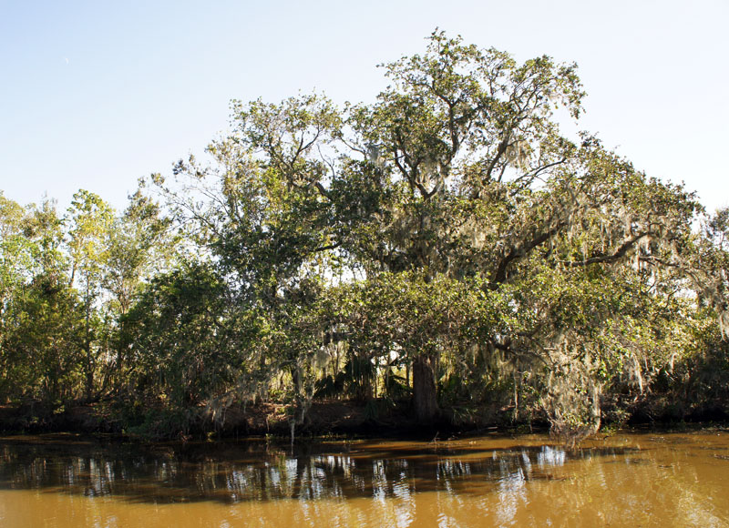 Louisiana Swamp Tour