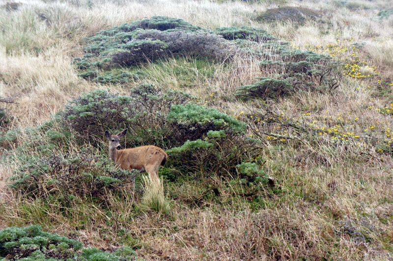 Mule deer, Pointe Reyes, California