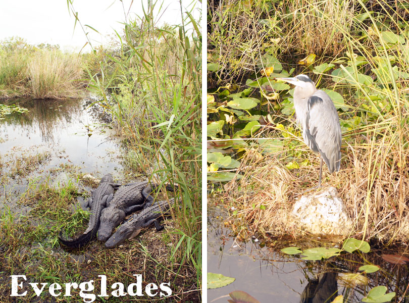 Everglades, Florida