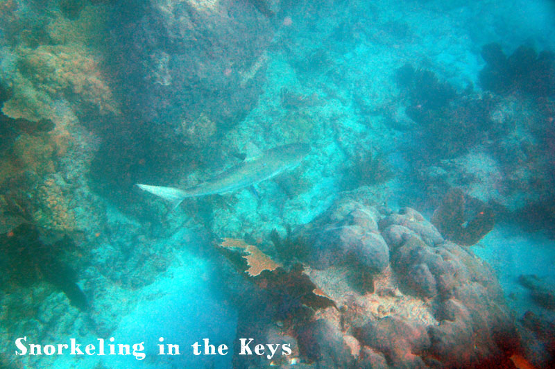 Snorkeling in the Keys, Florida