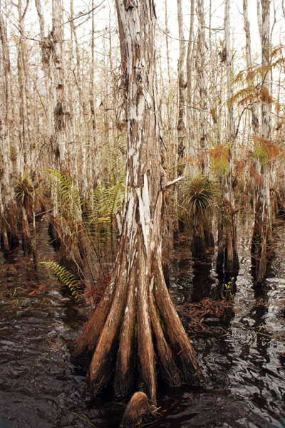 Wet Tour Everglades, Florida