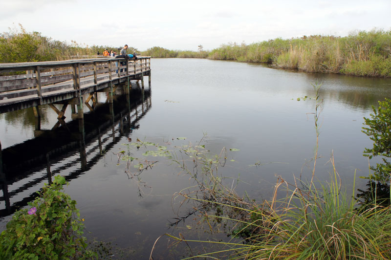 Anhinga Trail, Everglades, Florida