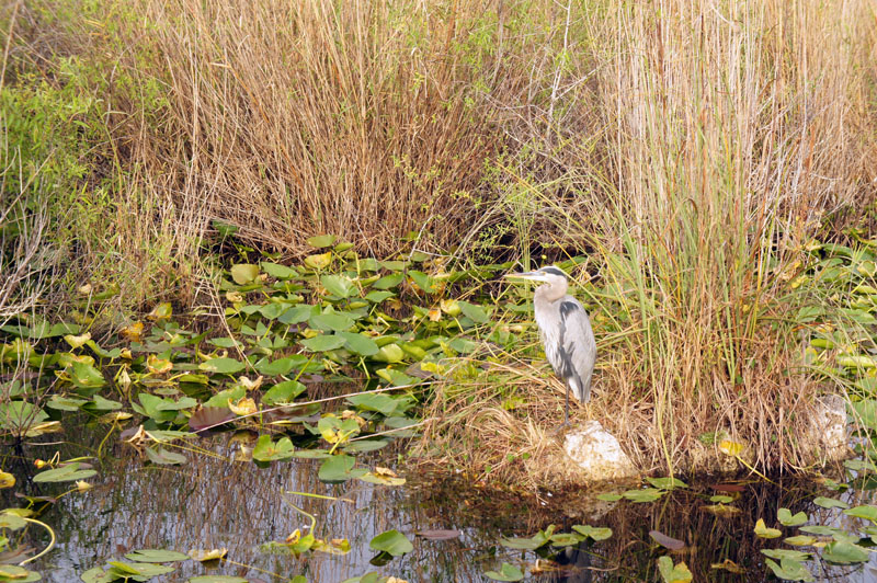 Anhinga Trail, Everglades, Florida - Héron