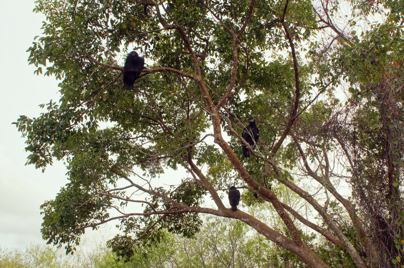 Anhinga Trail, Everglades, Florida - Anhinga