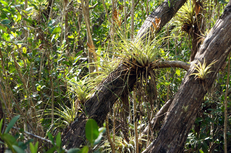 Anhinga Trail, Everglades, Florida - Bright Snake Trail