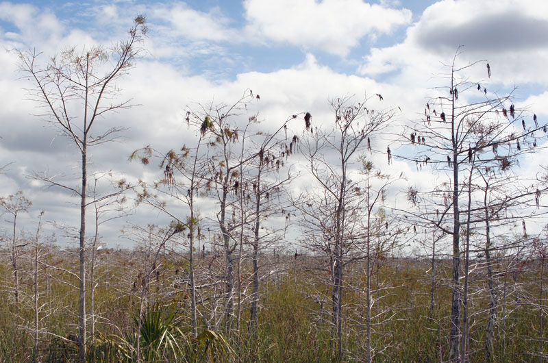 Anhinga Trail, Everglades, Florida