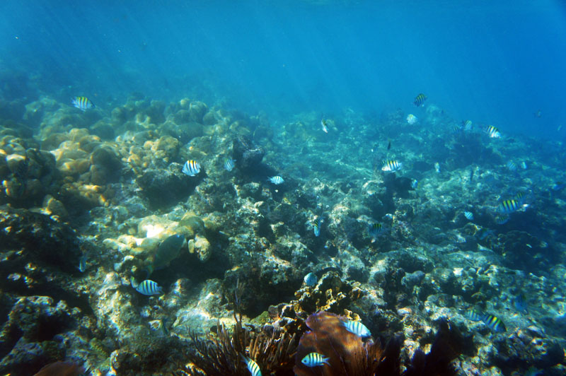 Coral Reef Florida Keys