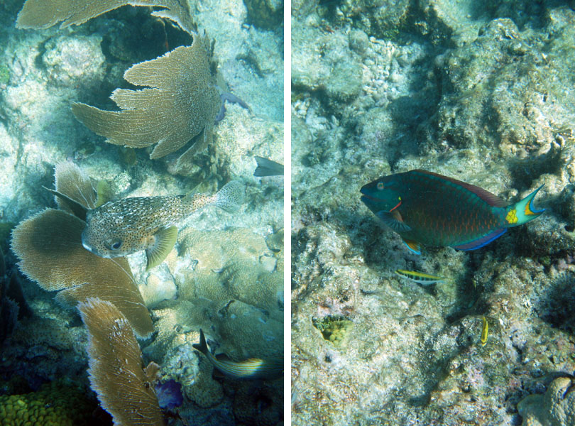 Coral Reef Florida Keys