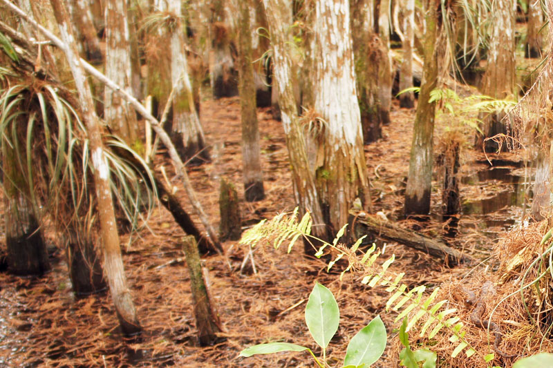 Snake, Wet Tour Everglades, Florida