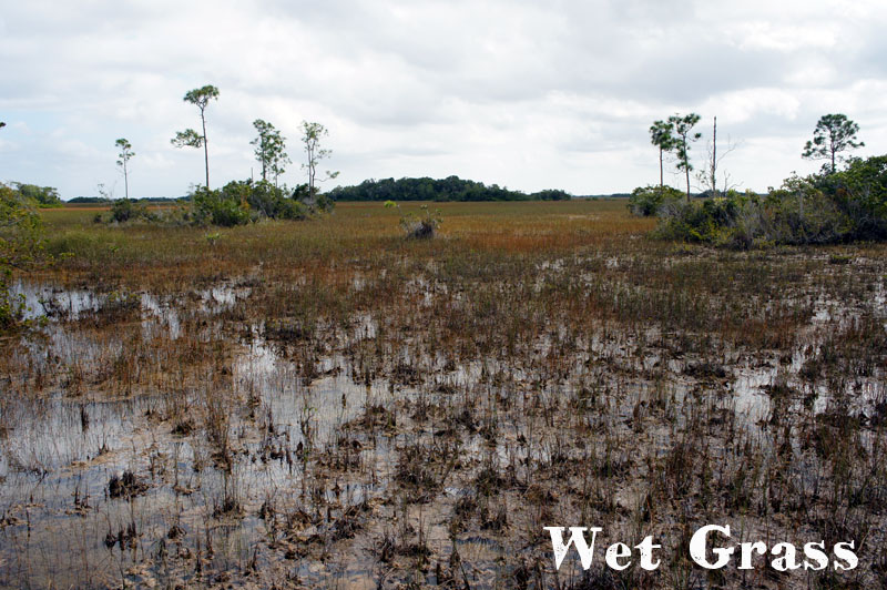 Anhinga Trail, Everglades, Florida - Wet Grass