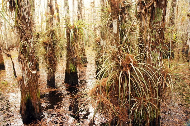 Wet tour Everglades, Florida