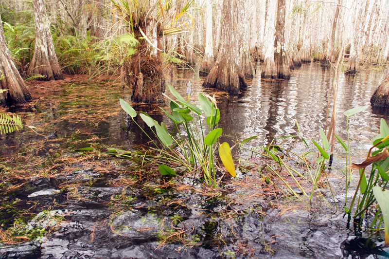 Wet tour Everglades, Florida