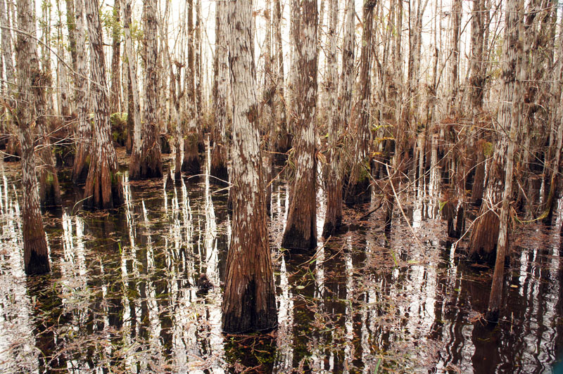 Wet tour Everglades, Florida