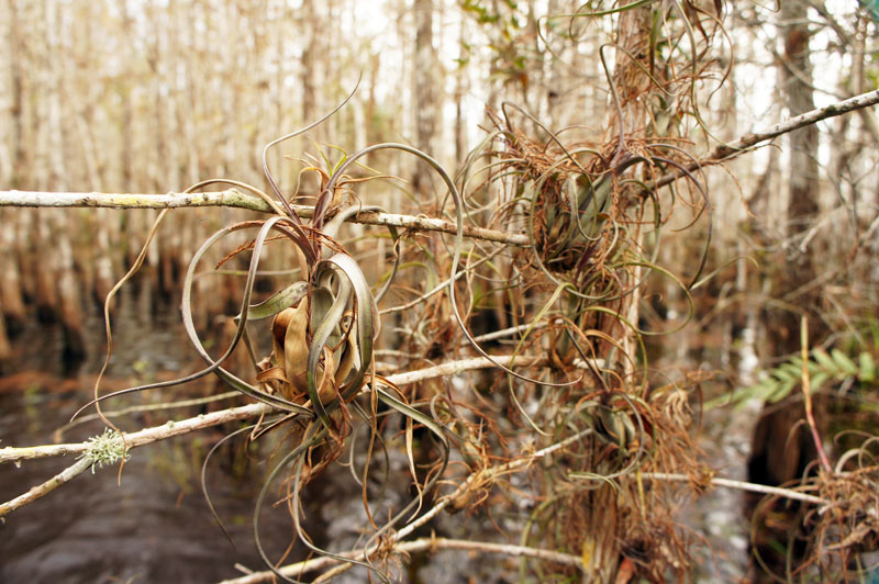 Wet Tour Everglades, Florida