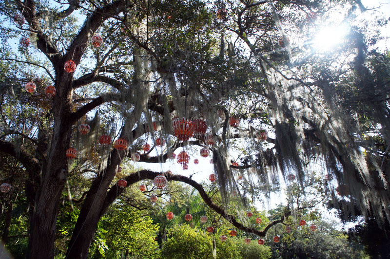 Chinese tree - Fairchild Garden - Coral Gables - Florida