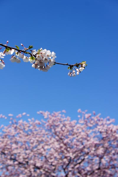 Le printemps à Boston