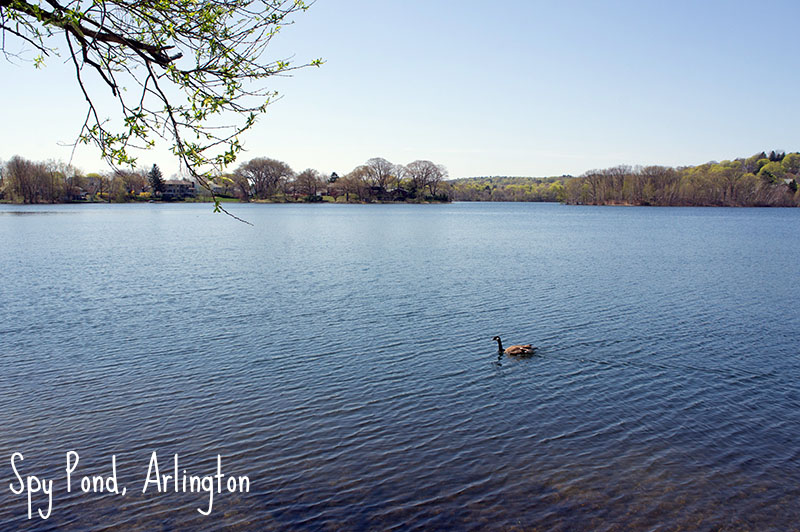 Arlington, Spy Pond - Minuteman bikeway