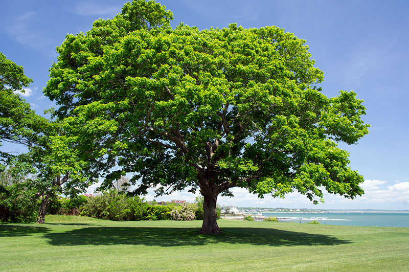 The Breakers, Newport, Rhode Island 4