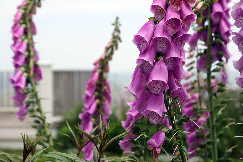 Lupin Sconset Nantucket